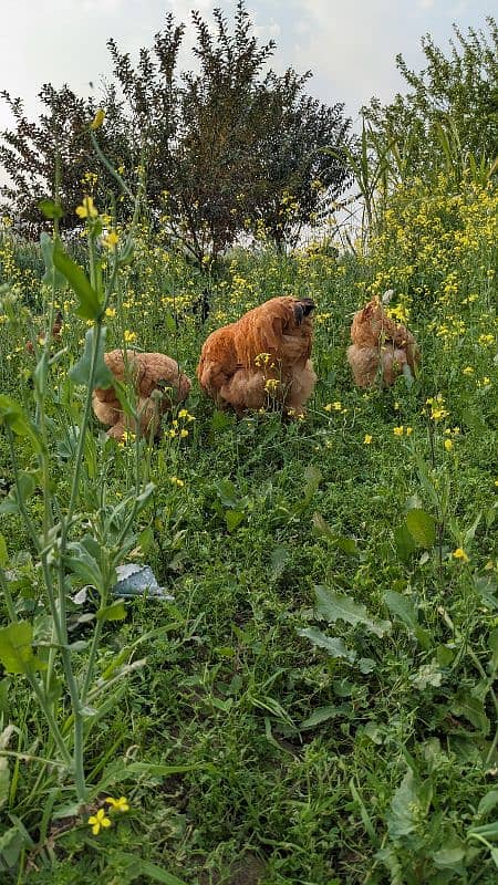 breader trio egg laying chicken 6