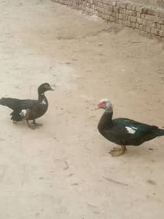 Ducks