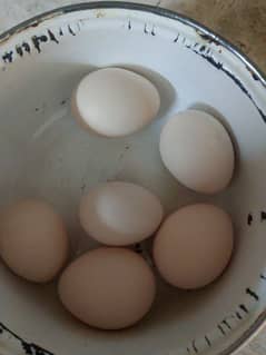 paper white Heera 15 fresh eggs