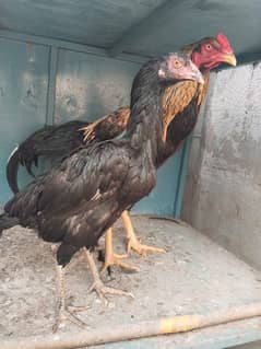 Aseel male and female hens