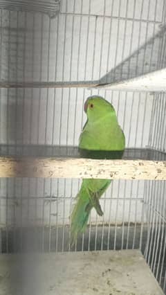 Ringneck parrot