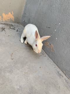 High Quality White Breeder Rabbit with Red Eyes