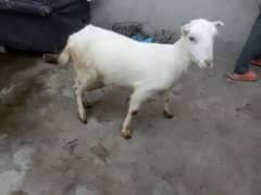 barbri female goat for sale