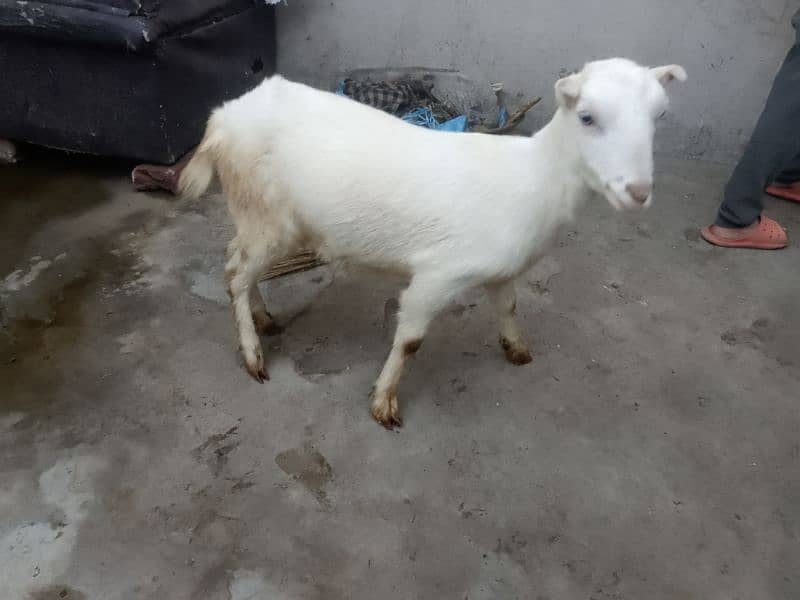 barbri female goat for sale 0