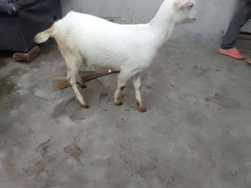 barbri female goat for sale 1