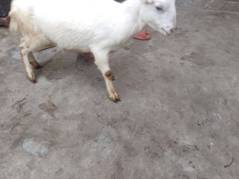 barbri female goat for sale 2