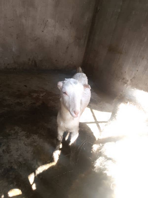 barbri female goat for sale 3