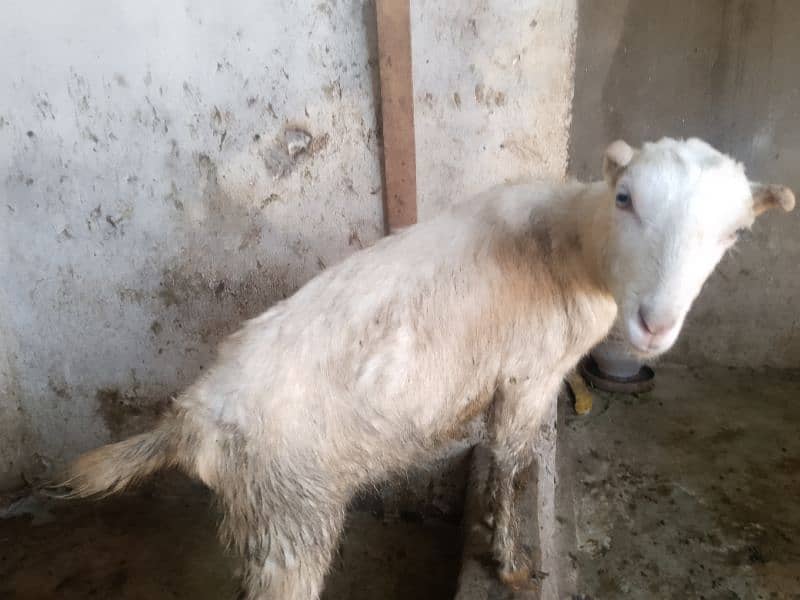 barbri female goat for sale 4