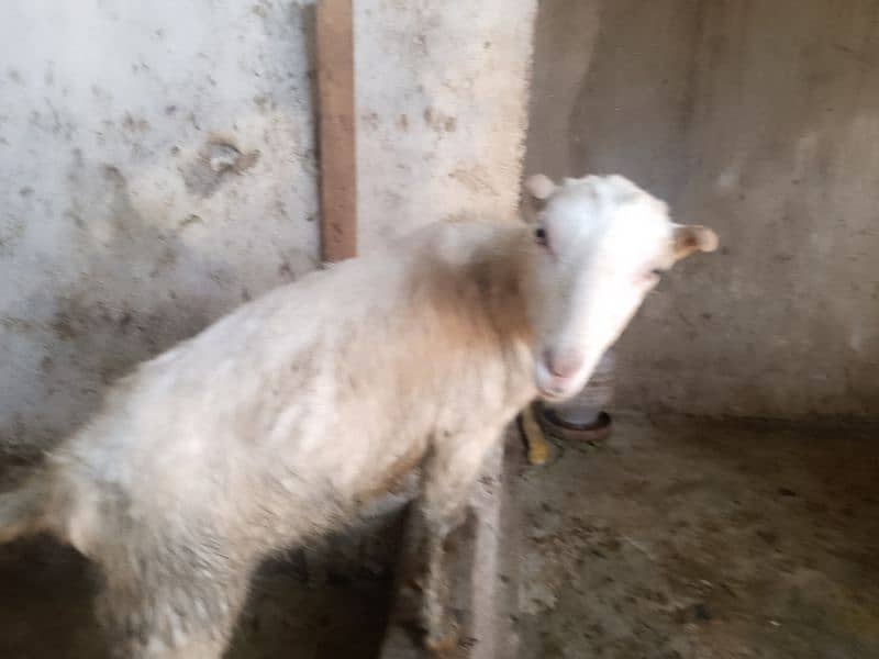 barbri female goat for sale 5