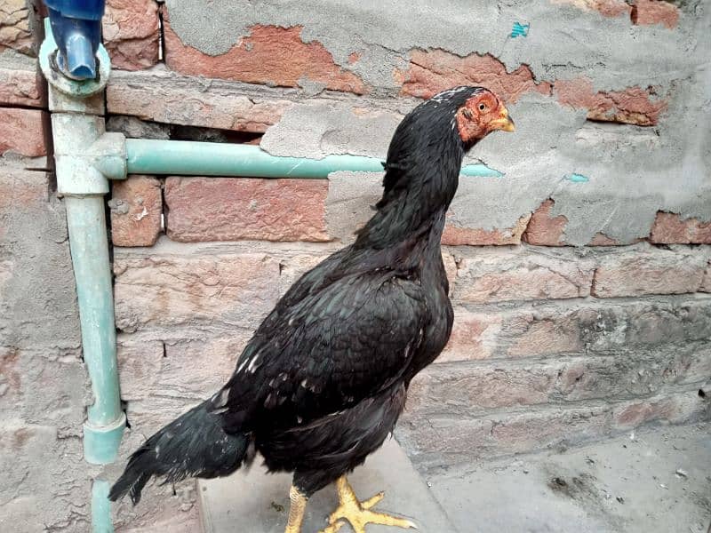 mushki lassani| lakhi Madi 2 female for sale 03052593845 0