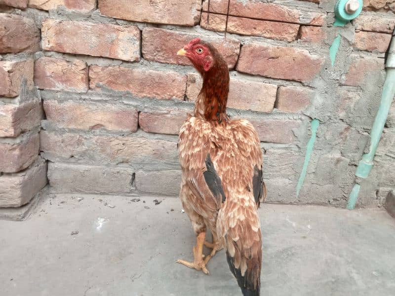 mushki lassani| lakhi Madi 2 female for sale 03052593845 4