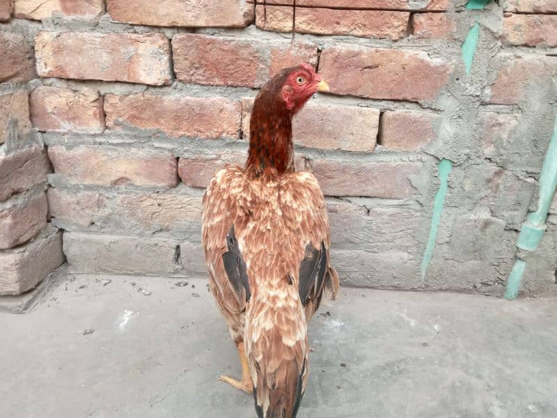 mushki lassani| lakhi Madi 2 female for sale 03052593845 5