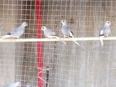 Dove 10 pair young first breed 03047417469