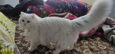 Male Persian for breeding