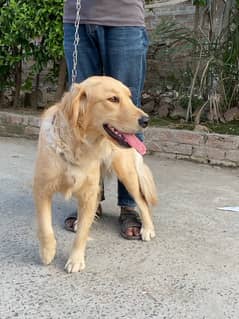 Golden Retriever Female