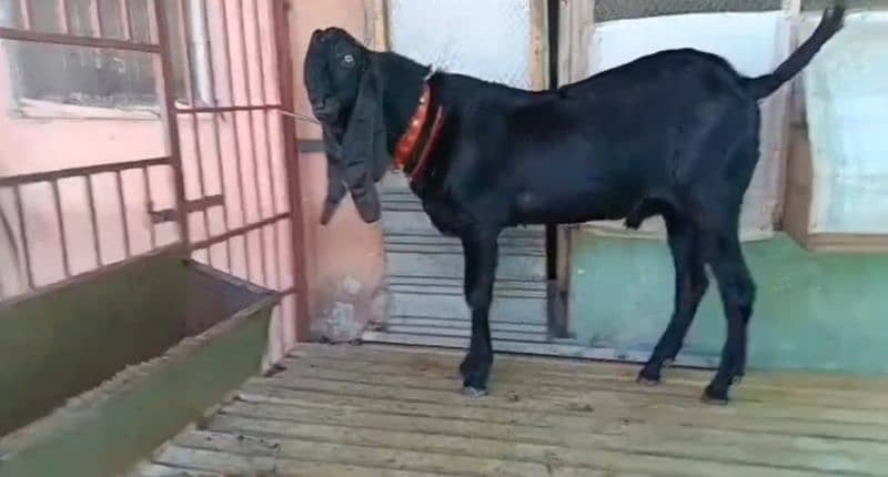 Desi Bakra Bakra Urgent For Sale CALL "_03130079851 1