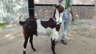 SADAAT GOAT And CATTLE FARM PRESENTS