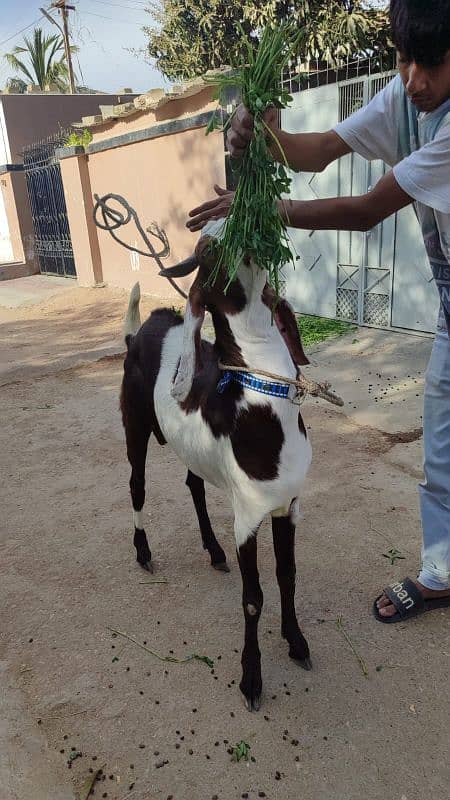 SADAAT GOAT And CATTLE FARM PRESENTS 1