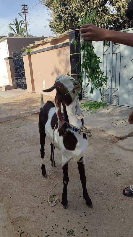 SADAAT GOAT And CATTLE FARM PRESENTS 2