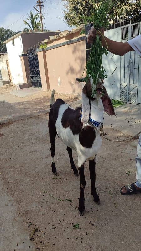 SADAAT GOAT And CATTLE FARM PRESENTS 3