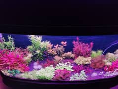 Live Aquarium Plants for Sale