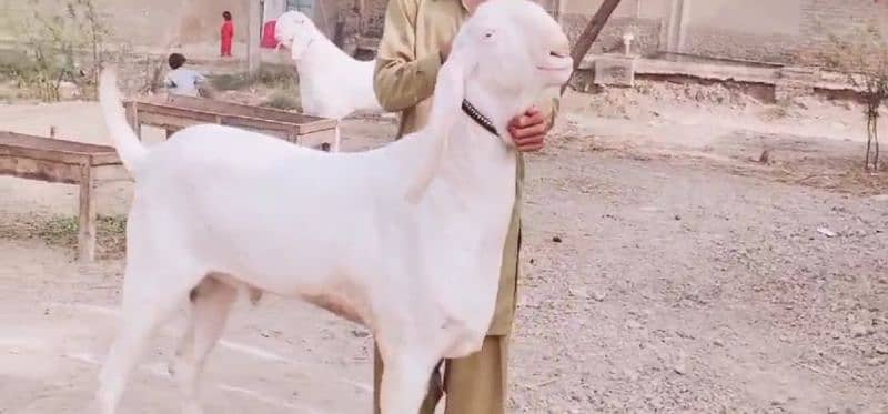 Rajanpuri Gulabi Bakra Urgent For Sale CALL _"03278290878 1