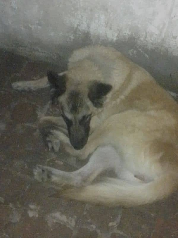 Belgian shepherd Female Virgin no cross 1