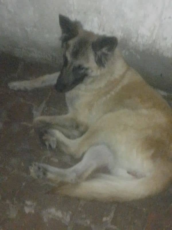 Belgian shepherd Female Virgin no cross 2