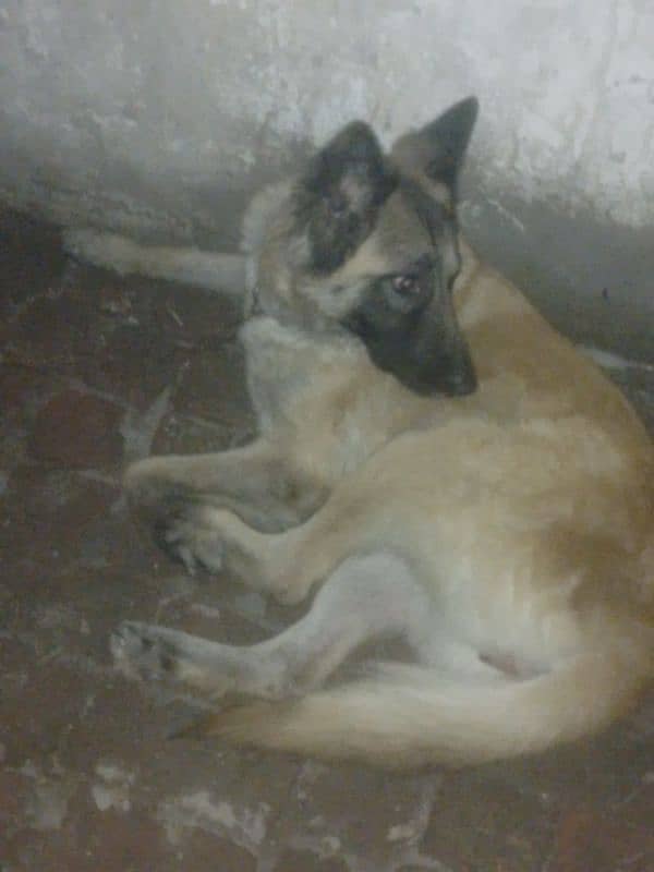 Belgian shepherd Female Virgin no cross 3