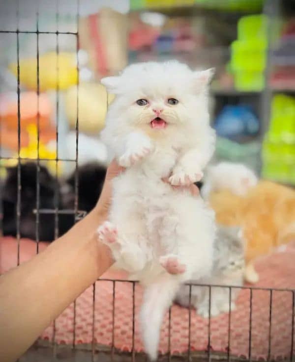 Persian cat My WhatsApp number 03290364327 for sale 2