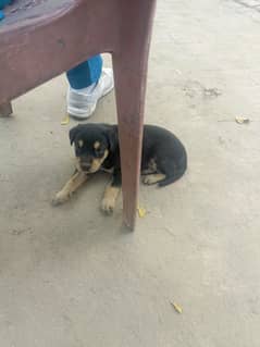 Rottweiler male puppy