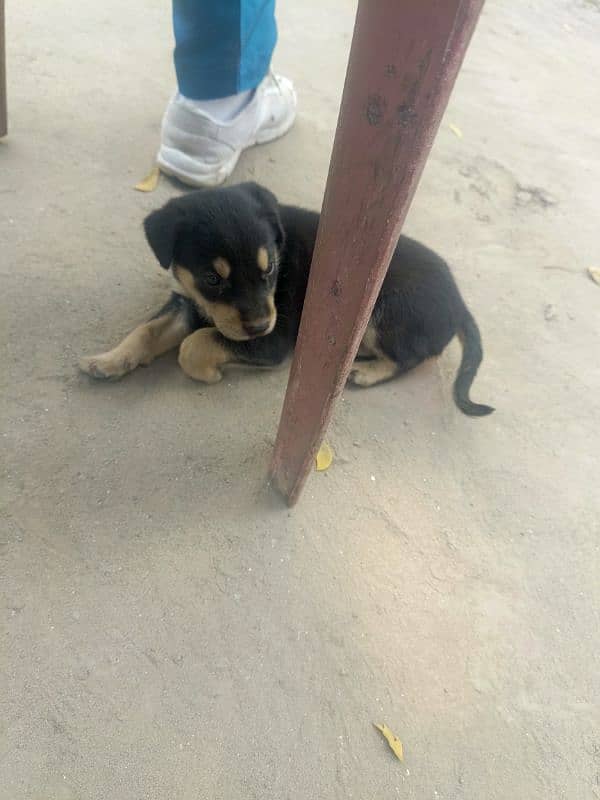 Rottweiler male puppy 1