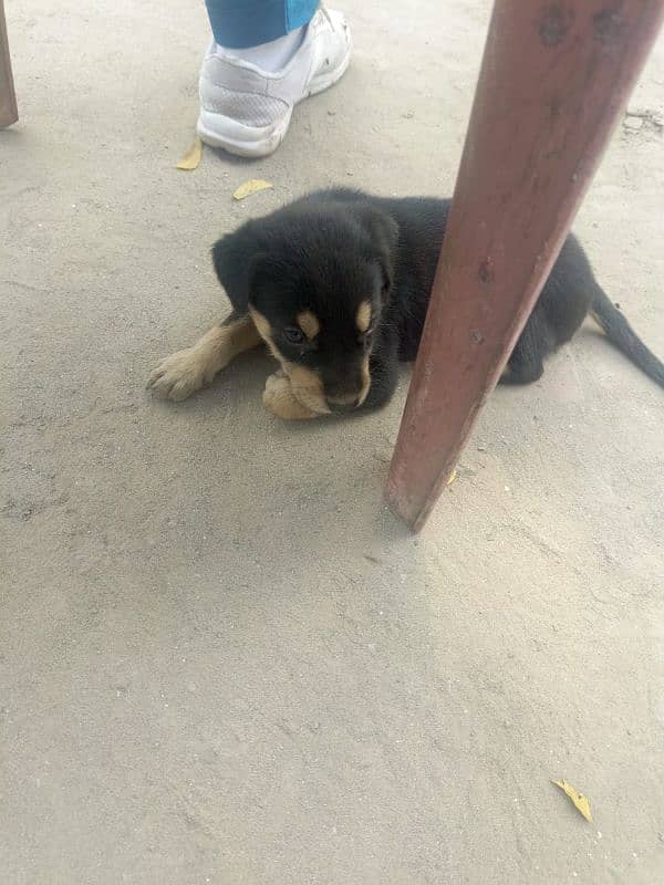 Rottweiler male puppy 2