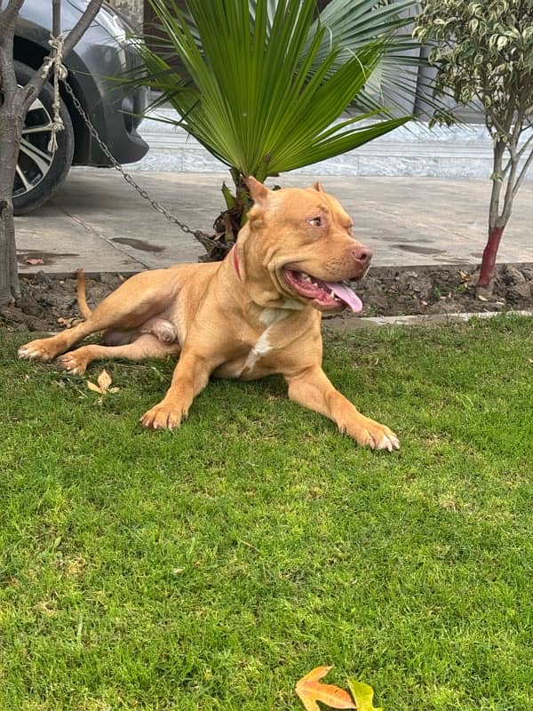 Pitbull dog for sale 1