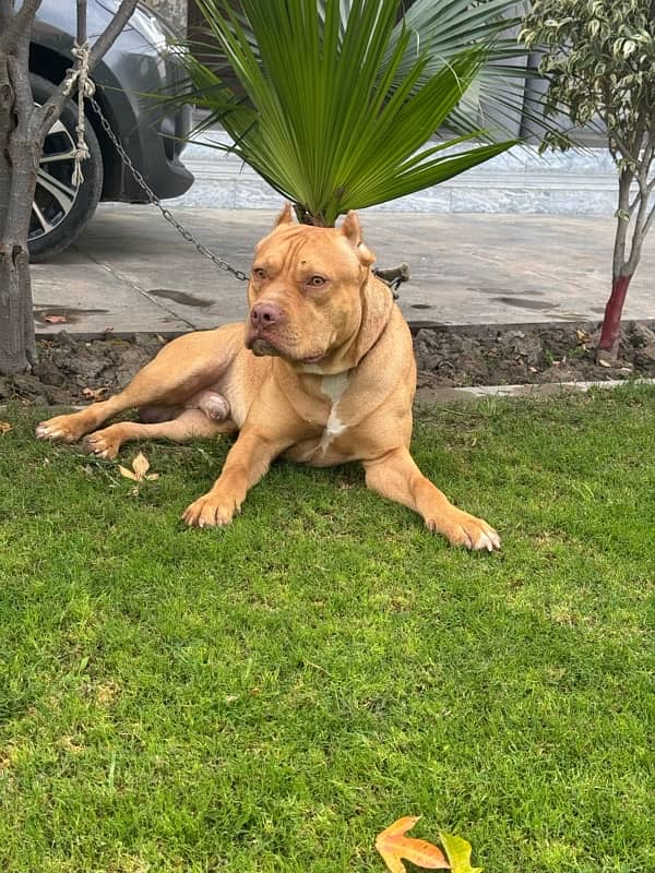 Pitbull dog for sale 2