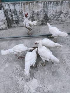 Heera Aseel female and Eggs available