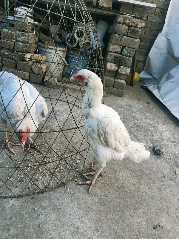 Heera Aseel female and Eggs available 1