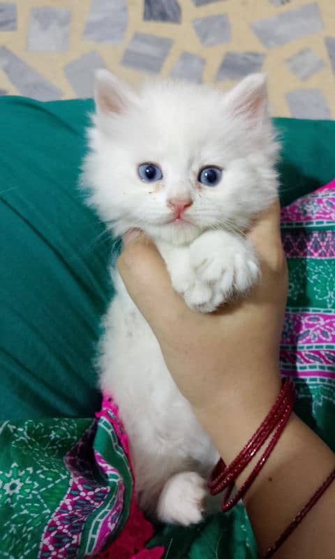 Persian Kitten 0