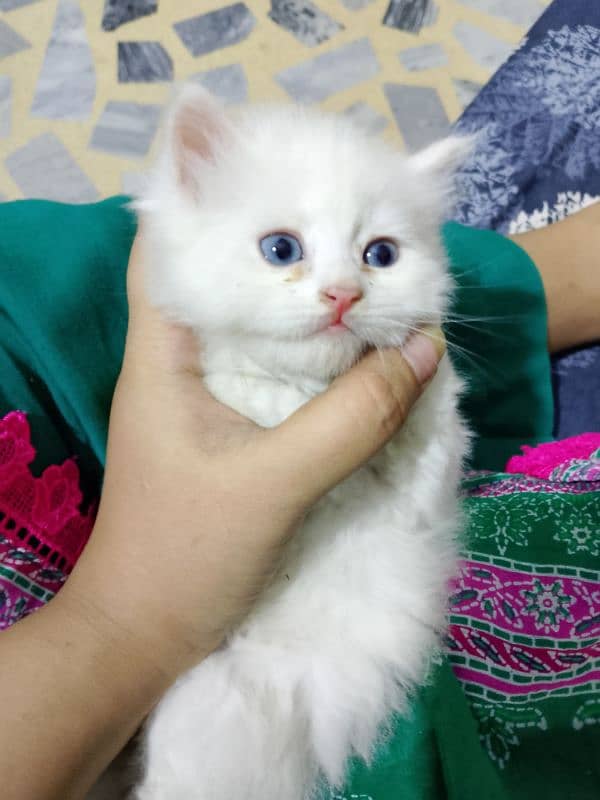 Persian Kitten 1