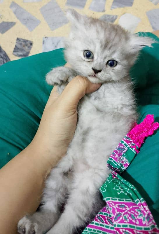 Persian Kitten 2