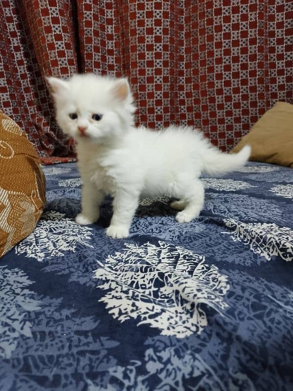 Persian Kitten 4