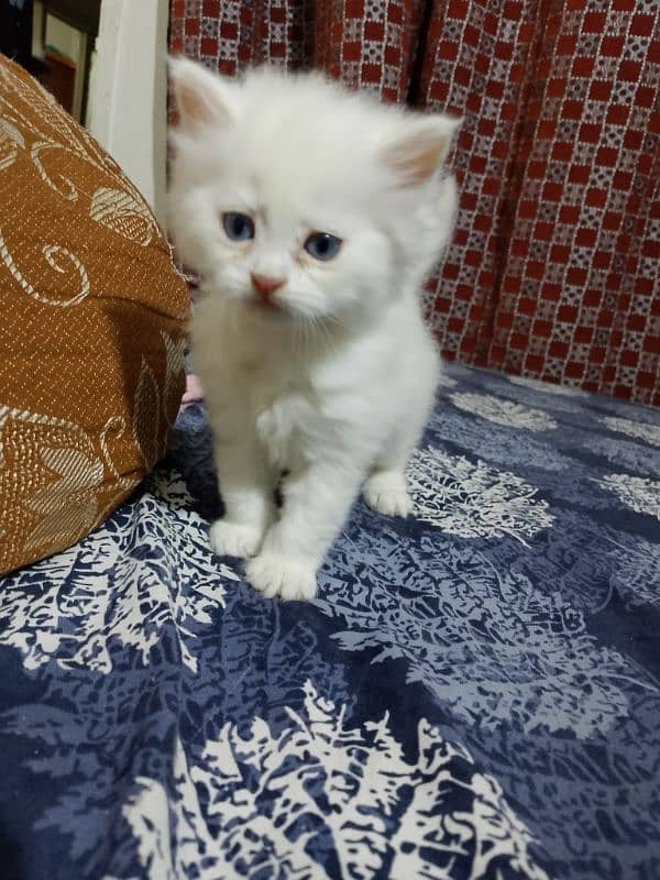 Persian Kitten 5