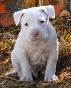 American pitbull male puppy available