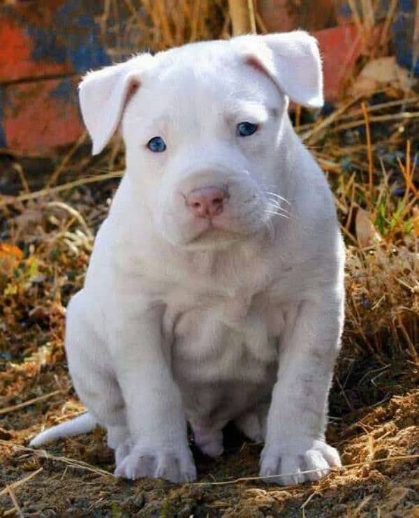 American pitbull male puppy available 0