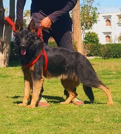 German Shepherd double coat  female  7month FOR SALE