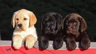 Labrador puppies available looking for a new home