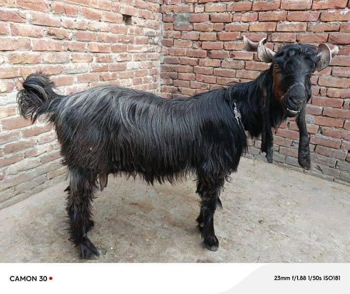 Ddp Goat for sell 1