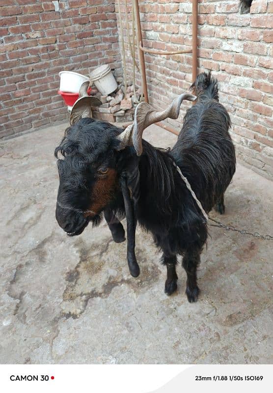 Ddp Goat for sell 2
