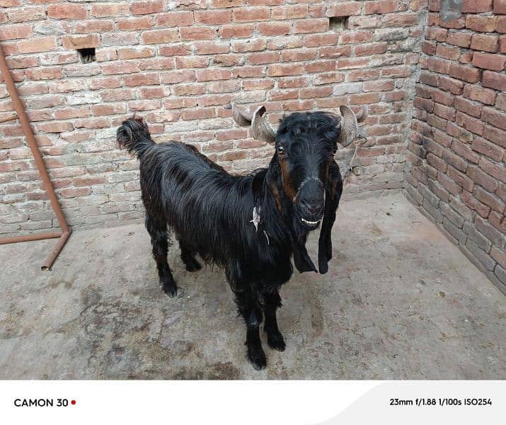 Ddp Goat for sell 3