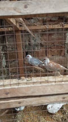 blue pied red pied doimond pied pathy